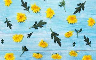 Картинка цветы, желтые, хризантемы, yellow, flowers, wood, blue