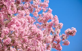 Картинка цветы, ветки, flowers, весна, розовые, pink, blossom, цветение
