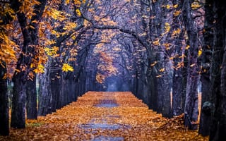 Картинка fall, autumn, осень, path, лес, road, парк, листья, nature, forest, colorful, walk, colors, leaves, trees, природа, дорога, деревья, park