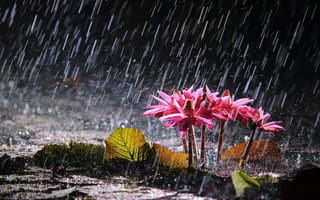 Картинка озеро, дождь, водяные лилии, цветы