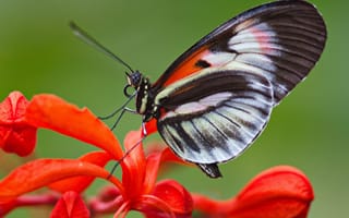 Картинка бабочка, растение, насекомое, крылья, цветок, мотылек