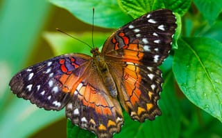 Обои бабочка, мотылек, листья, растение, узор, крылья