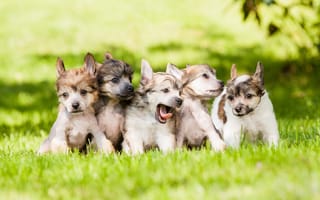 Картинка щенки, собаки, малыши, лужайка, трава