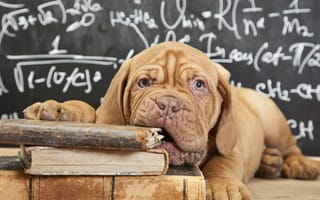 Картинка формулы, собака, Бордоский дог, морда, взгляд, доска, книги, щенок