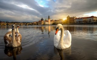 Картинка лебеди, Чехия, Прага