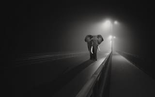 Картинка слон, ночь, мост, город