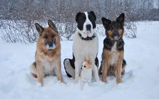 Картинка собаки, чихуахуа, снег, алабай, друзья, зима, овчарка