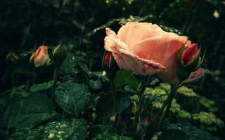Картинка роза, дождь, капли, цветок