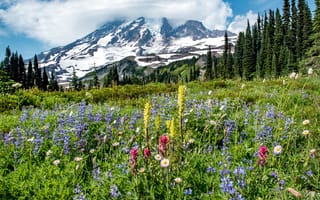 Обои деревья, цветы, Национальный парк Маунт-Рейнир, Washington State, Mount Rainier, Штат Вашингтон, луг, Гора Рейнир, Mount Rainier National Park, Cascade Range, гора, Каскадные горы