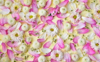 Картинка цветы, лепестки, flowers, белые, хризантемы, розовые, pink, white