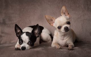 Картинка пёсики, парочка, Чихуахуа, две собаки, портрет, собачки