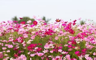 Картинка поле, лето, розовые, flowers, cosmos, цветы, summer, небо, pink