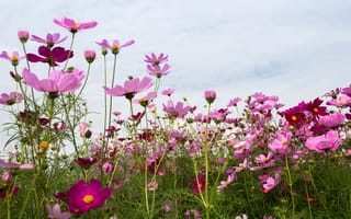 Картинка поле, лето, небо, summer, flowers, cosmos, розовые, field, цветы, pink