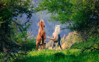 Картинка лошадь, пара, конь, деревья