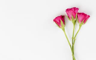 Картинка цветы, розы, romantic, roses, бутоны, flowers, pink, розовые