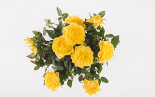 Картинка букет, жёлтые, розы