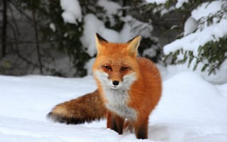 Картинка зима, лес, взгляд, ели, сугробы, лиса, ветки, снег