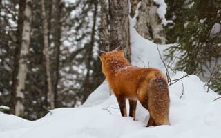 Картинка зима, лес, хвост, сугробы, лиса, ветки, ели, снег