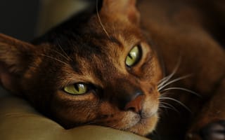 Картинка кошка, глаза, крупный план, портрет, взгляд, лежит, кот, морда