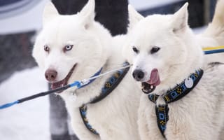 Картинка Yukon, хаски, Канада, Юкон, Canada, собаки