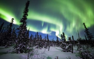 Картинка Denali National Park, Национальный парк Денали, снег, Alaska, лес, ели, Аляска, деревья, северное сияние, зима