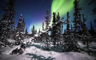 Картинка Denali National Park, Национальный парк Денали, деревья, Аляска, лес, зима, северное сияние, снег, ели, Alaska