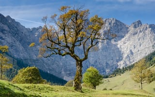 Картинка лес, деревья, природа, горы, пейзаж