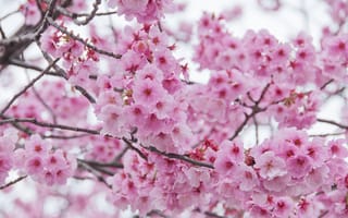 Обои ветки, cherry, spring, bloom, sakura, pink, цветение, весна, blossom, сакура