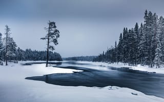 Картинка река, лес, зима