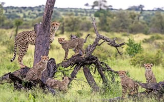 Картинка хищники, семейство, гепарды