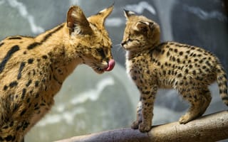 Картинка сервал, котёнок, бревно, детёныш, кошка, язык, ©Tambako The Jaguar