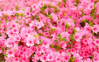Картинка цветы, blossom, pink, азалия, весна, цветение, bloom, spring, розовые