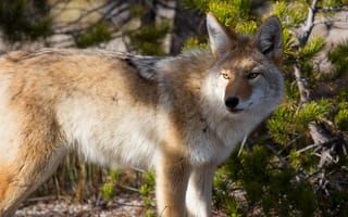 Картинка лес, взгляд, волк, морда, ветки, хвоя, свет