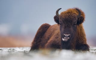 Картинка морда, природа, рога, бык, лежит, молодой, портрет