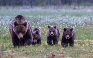Картинка медвежата, медведица, семейство