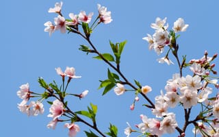 Картинка небо, ветки, blossom, sky, apple, весна, pink, цветение