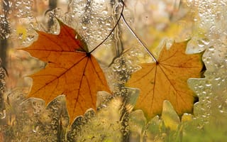 Картинка окно, листья, осень