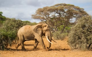 Обои слон, Африка, природа, бивни, деревья