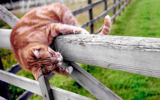 Картинка кот, настроение, котэ, забор