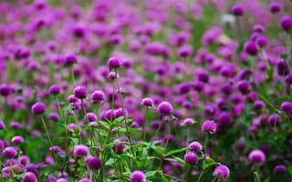 Картинка цветы, размытость, Фиолетовые, поляна