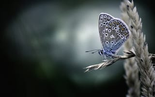 Картинка макро, Голубянка икар, бабочка, колос