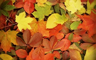 Обои autumn, fall, листья, осень, leaves