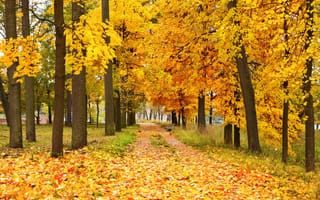 Картинка деревья, leaves, autumn, листья, лес, осень