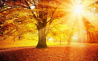 Картинка autumn, осень, солнце, дерево, лес, leaves, листья