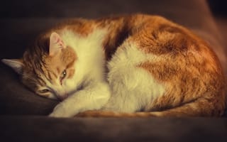 Картинка кошка, кот, отдых, бело-рыжий