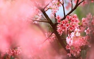 Картинка цветы, ветки, цветочки, вишня, розовые, сакура, весна