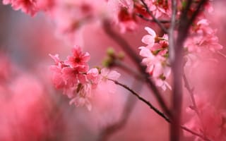 Картинка цветы, ветки, сакура, вишня, цветочки, весна, розовые