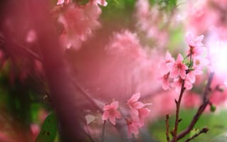 Картинка цветы, ветки, вишня, весна, зеленый, сакура, розовые