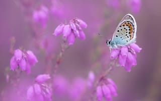 Картинка макро, цветы, природа, размытый, розовые, бабочка, насекомое