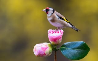Картинка цветы, птичка, камелия, щегол, птица